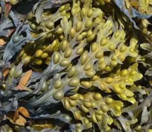 Bladderwrack